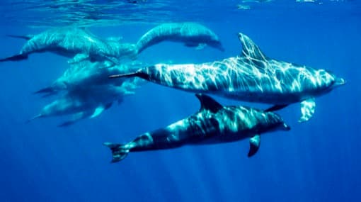 Dolphins swimming underwater in the Atlantic Ocean off the coast of Tenerife, Canary Islands