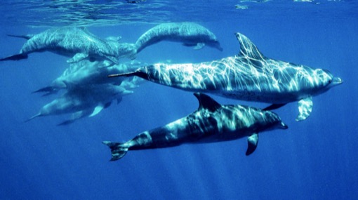 Dolphins swimming underwater in the Atlantic Ocean off the coast of Tenerife, Canary Islands